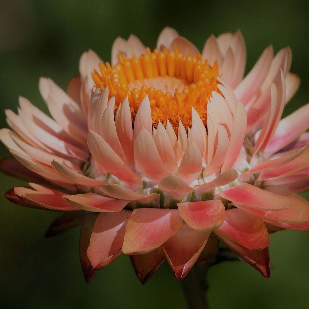 Strawflower Double Salmon Seeds - Helychrysum monstruosum