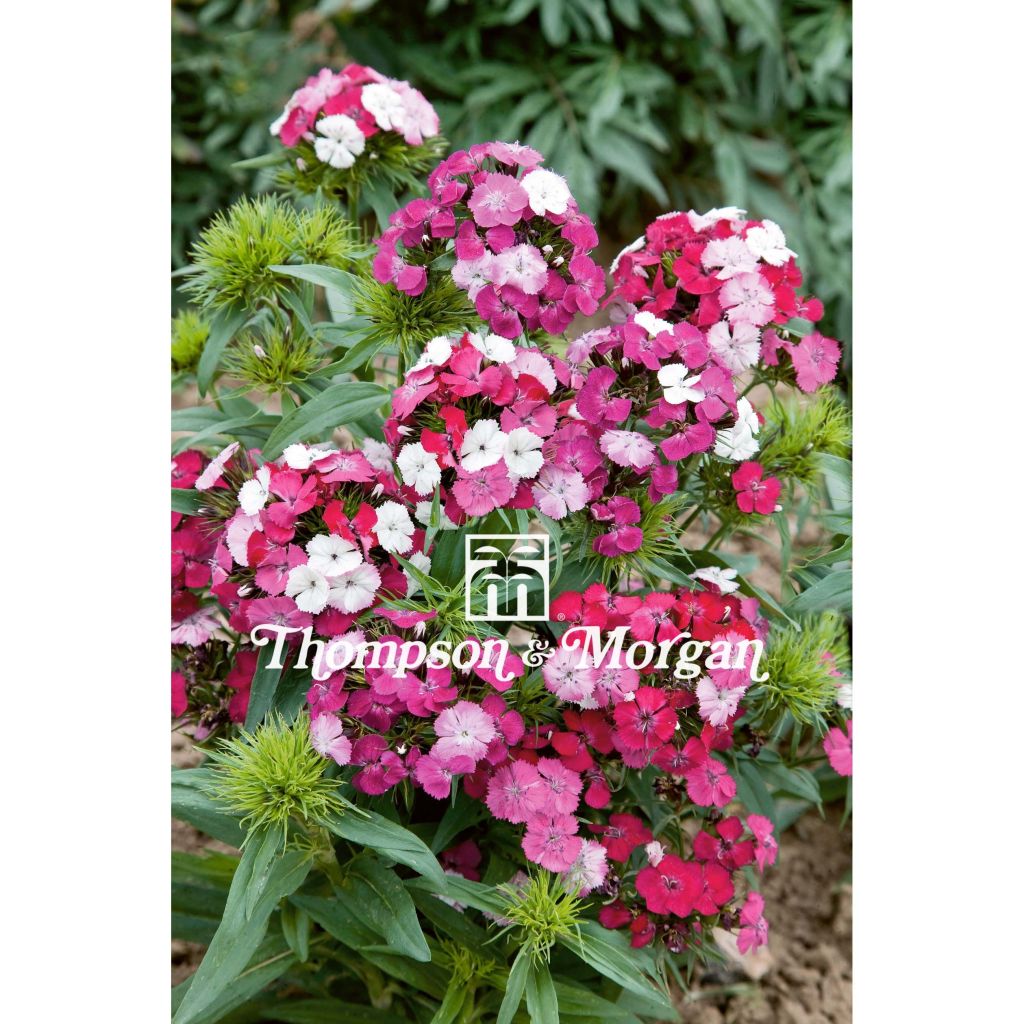 Sweet William Noverna Clown F1 Seeds - Dianthus barbatus