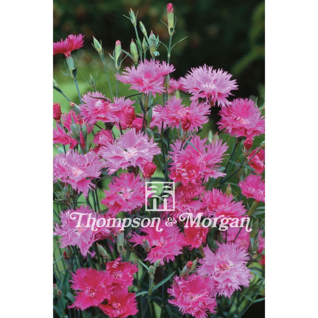 Elegance Lavender F1 Eye Seeds - Dianthus