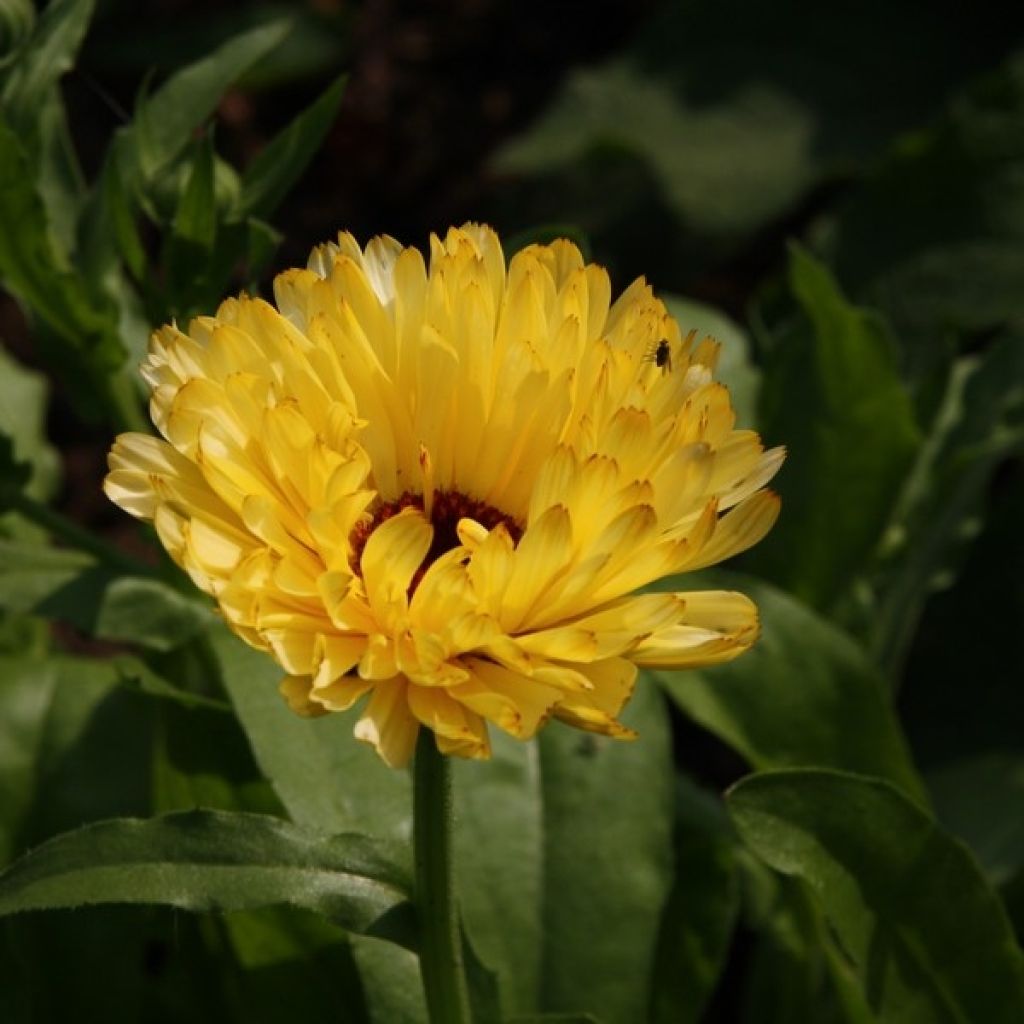 Calendula officinalis Seeds - Pot Marigold