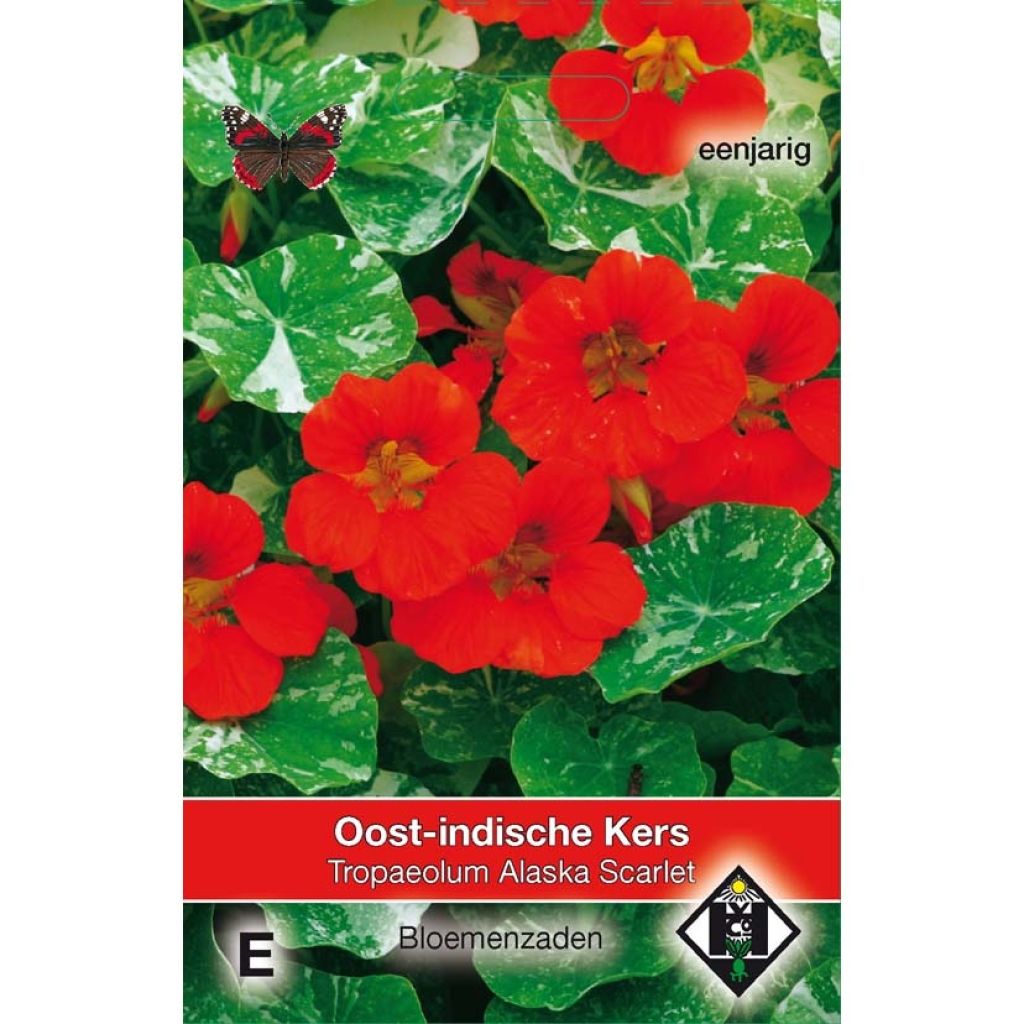 Tropaelum majus Alaska Scarlet Seeds - Dwarf Nasturtium