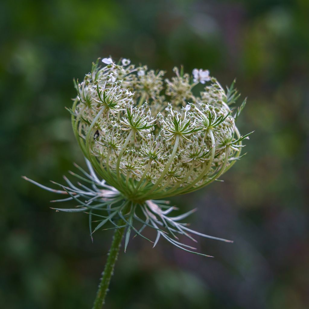 Wild carrot seeds - Daucus carota