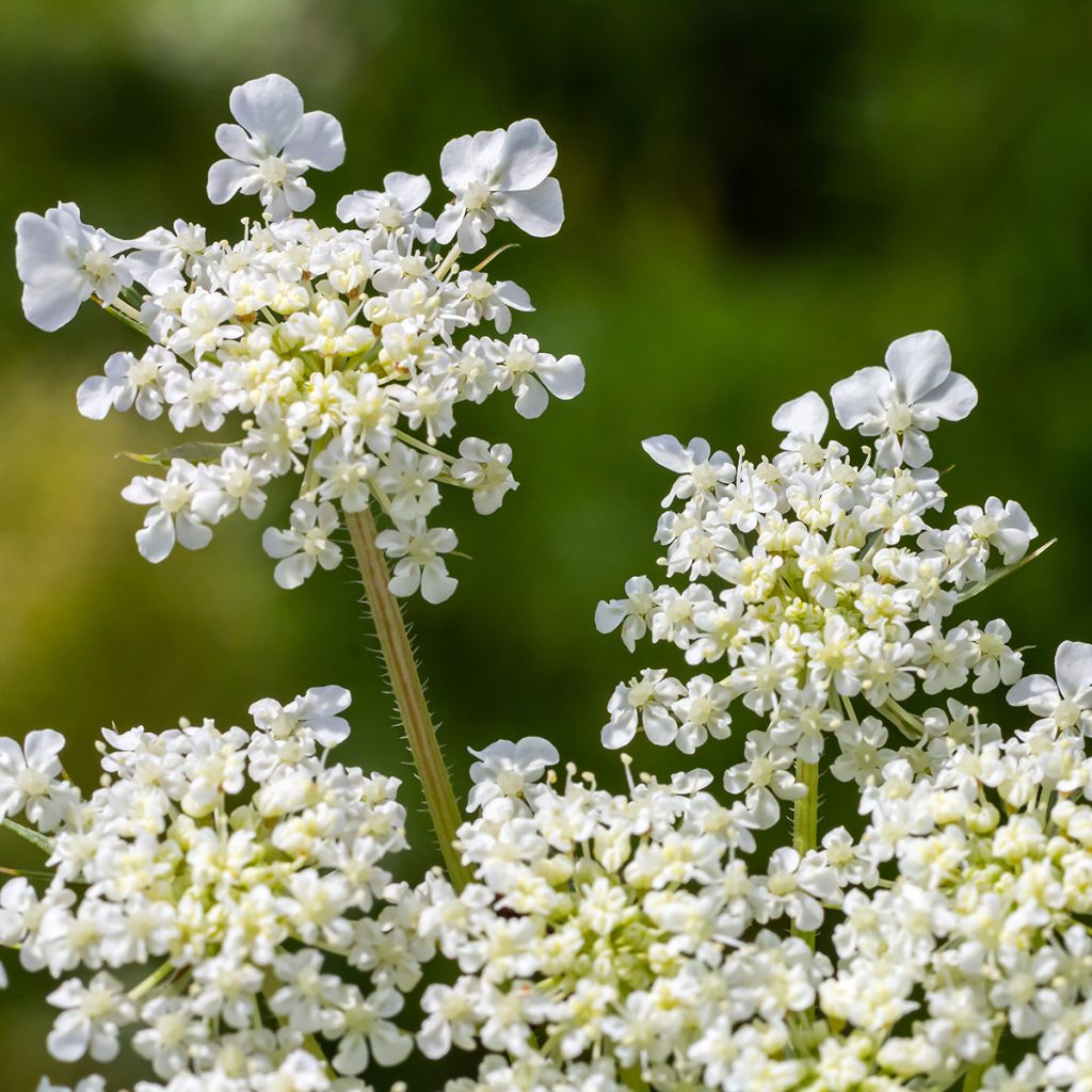 Wild carrot seeds - Daucus carota