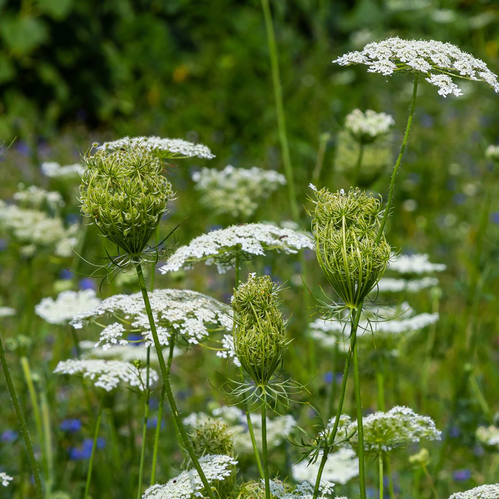 Wild carrot seeds - Daucus carota