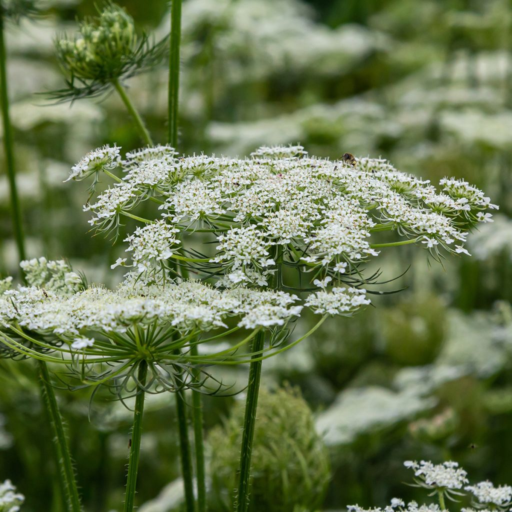 Wild carrot seeds - Daucus carota