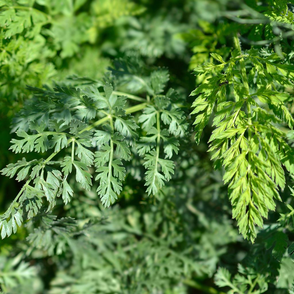 Wild carrot seeds - Daucus carota