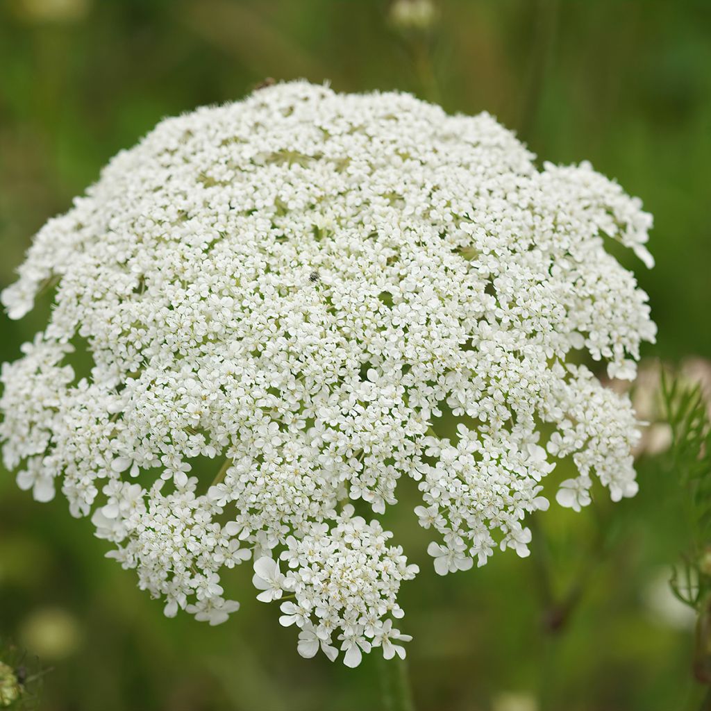 Wild carrot seeds - Daucus carota