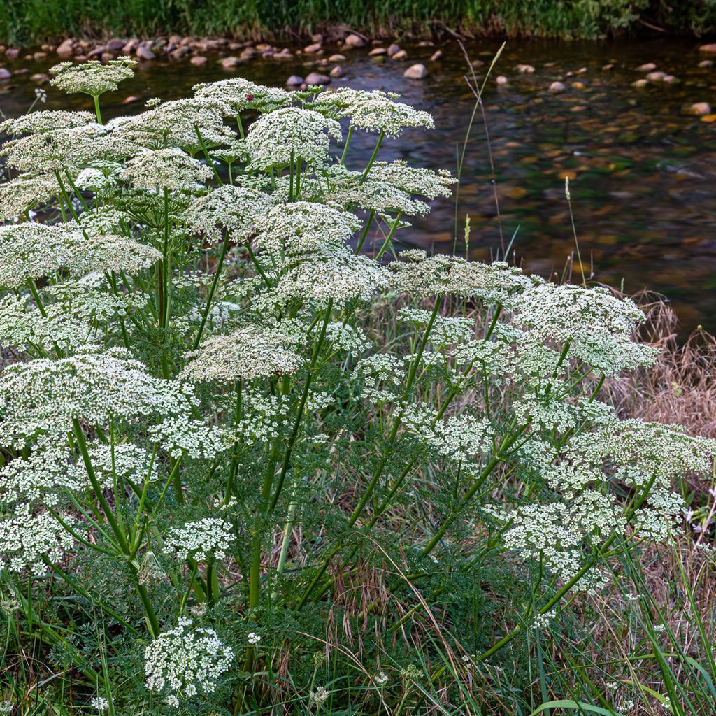 Wild carrot seeds - Daucus carota