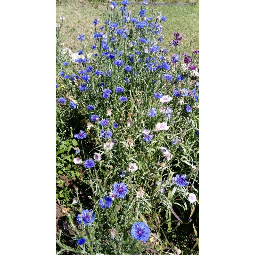 Cornflower Classic Magic Seeds - Centaurea cyanus