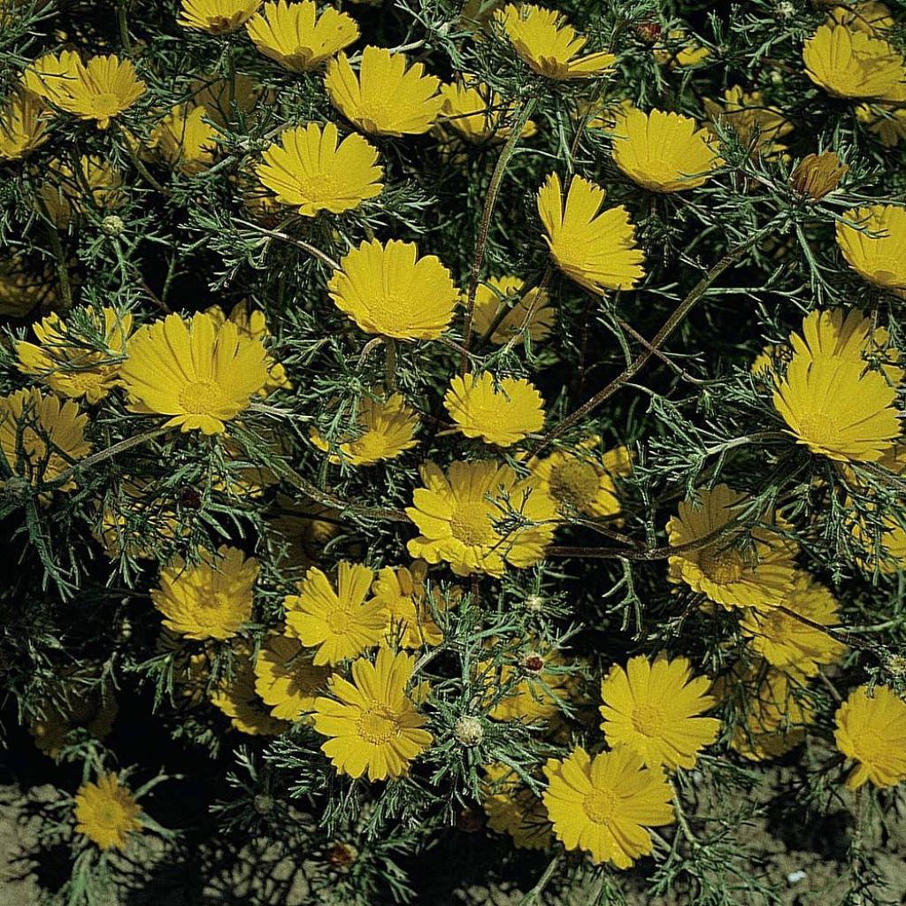 Cladanthus arabicus Golden Crown Seeds