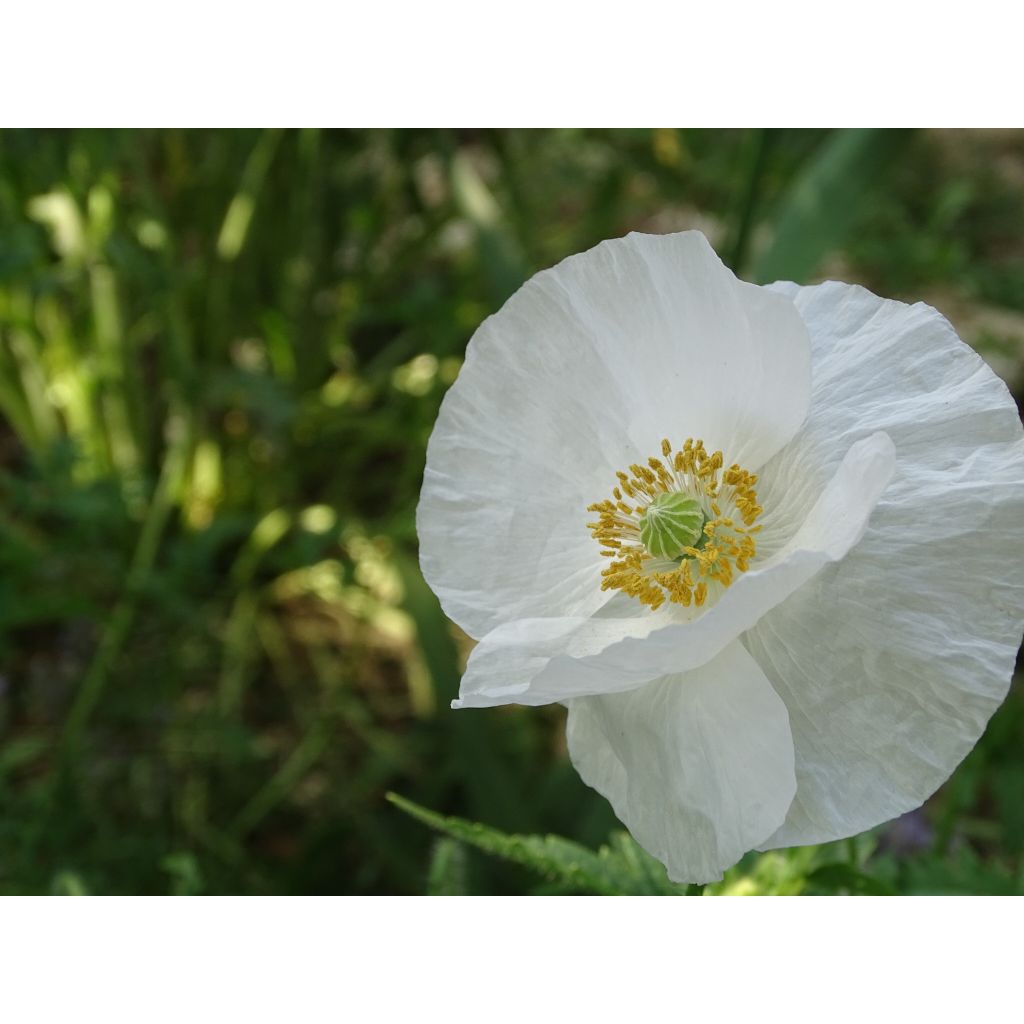 Poppy Bridal Silk Seeds - Papaver rhoeas