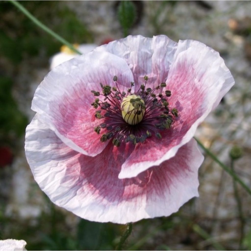 Papaver rhoeas Parelmoer