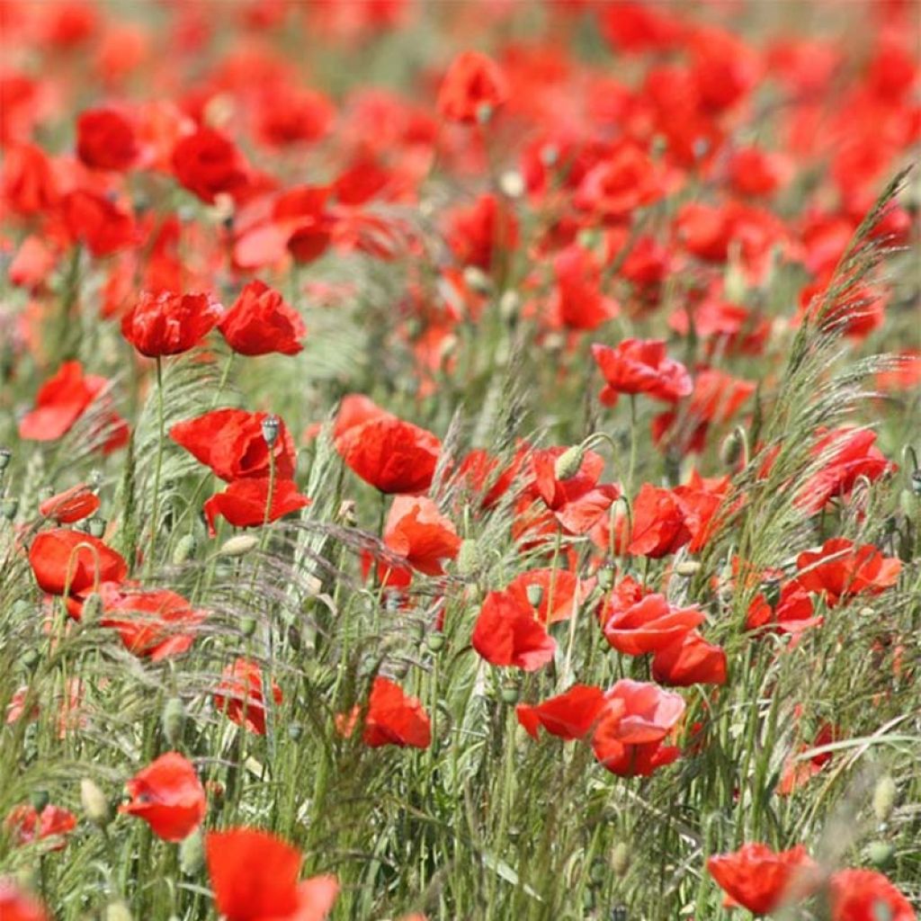 Papaver rhoeas  - Organic seeds