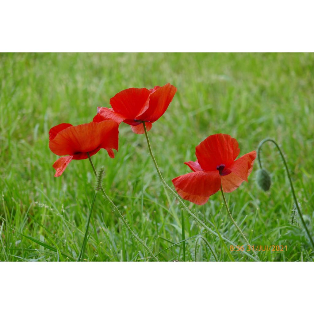 Common poppy Seeds - Papaver rhoeas