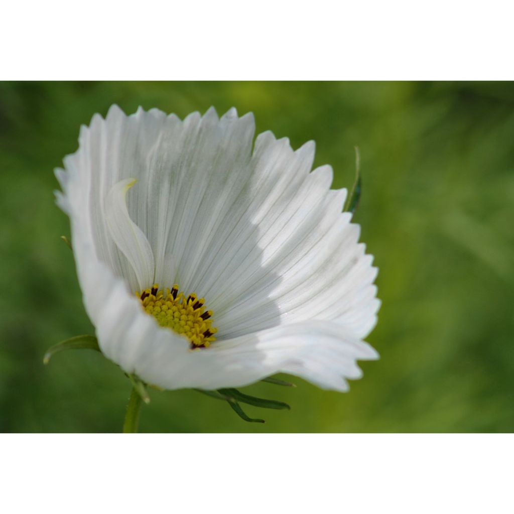 Cosmos Cupcakes White Seeds - Cosmos bipinnatus