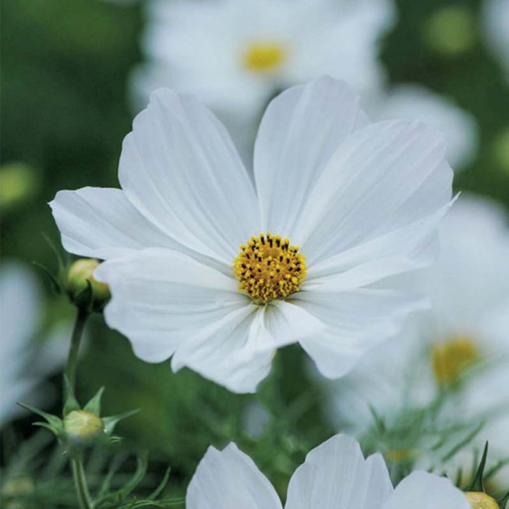 Cosmos Sensation Purity Seeds - Cosmos bipinnatus