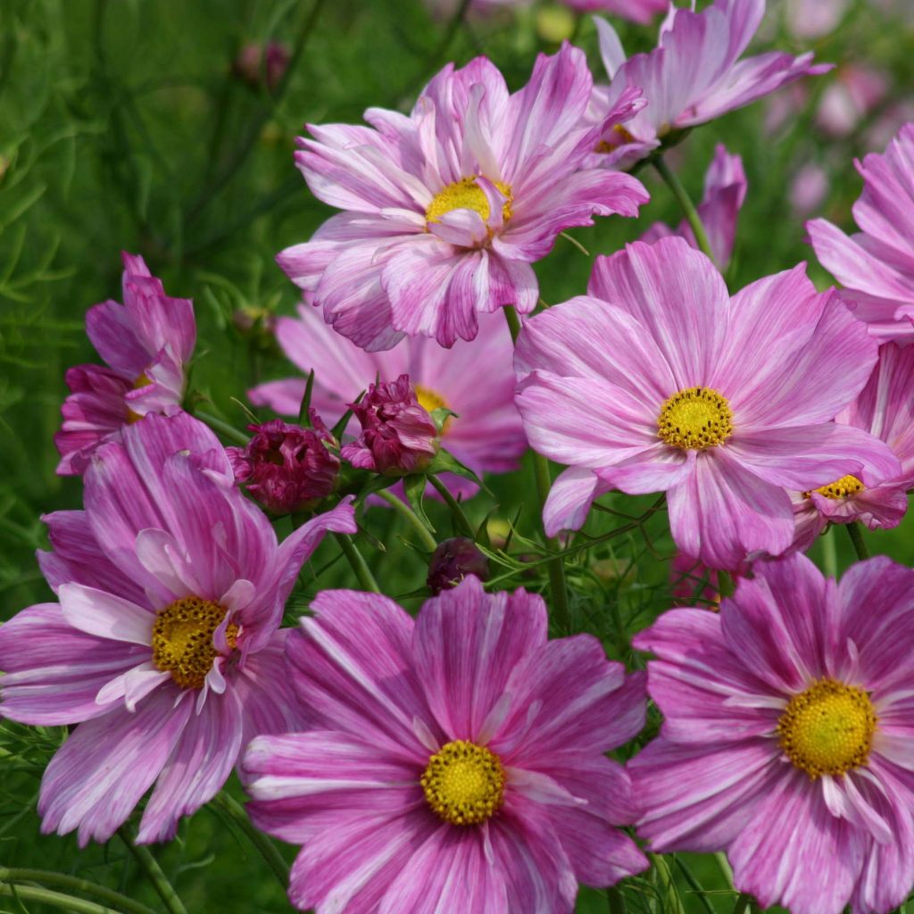 Cosmos bipinnatus Rosetta Seeds