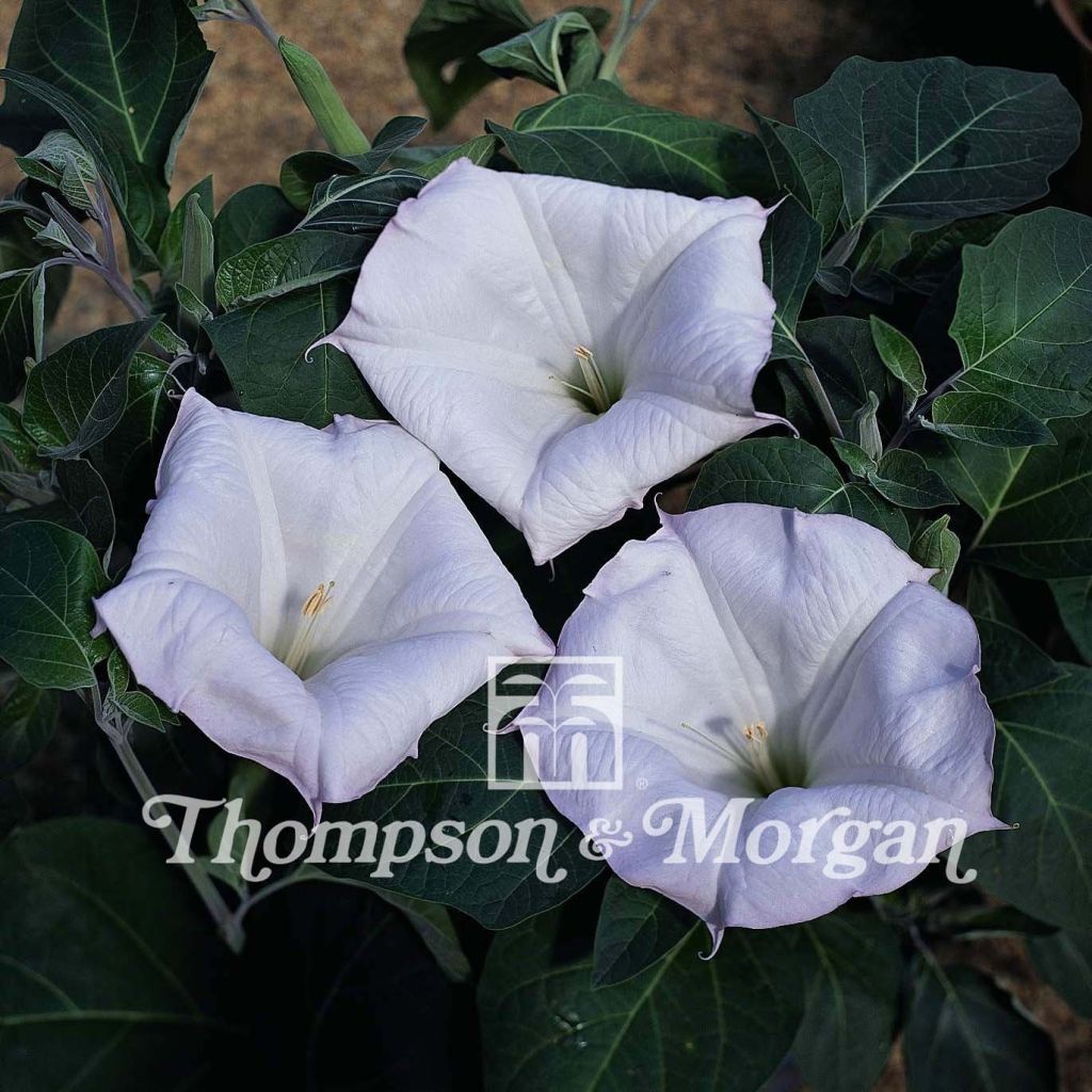 Datura metel Evening Fragrance Seeds - Brugmansia