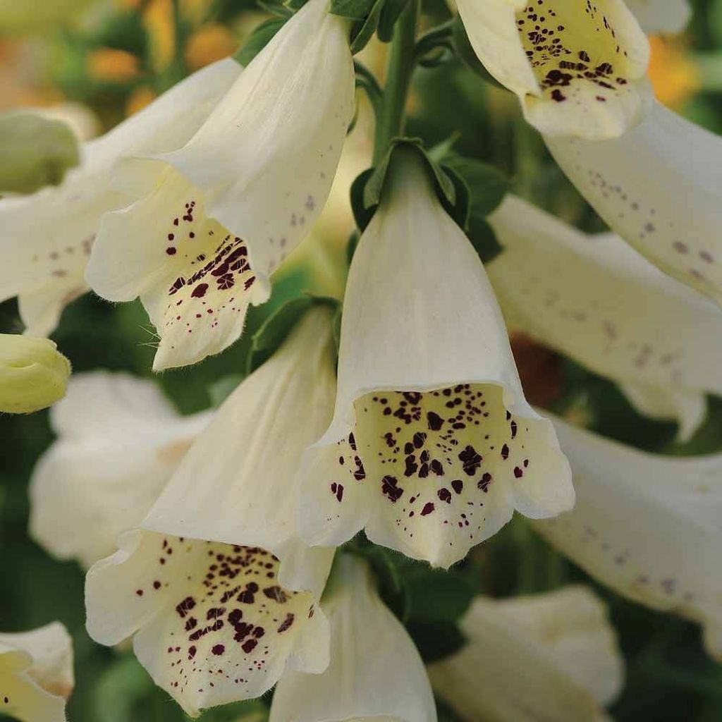 Dalmatian Cream F1 Foxglove seeds