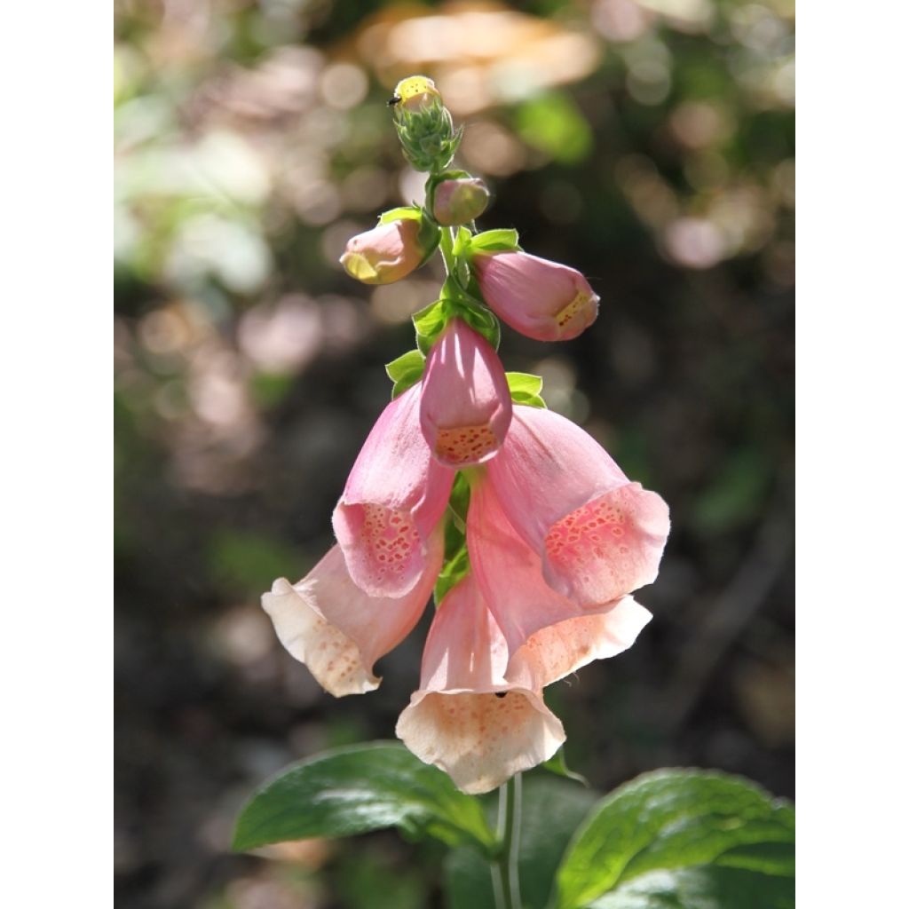 Dalmatian Peach F1 Digitalis - Digitalis purpurea seeds