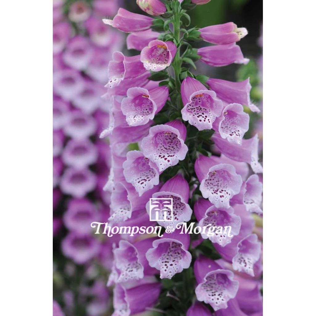 Dalmatian Purple F2 Foxgloves seeds