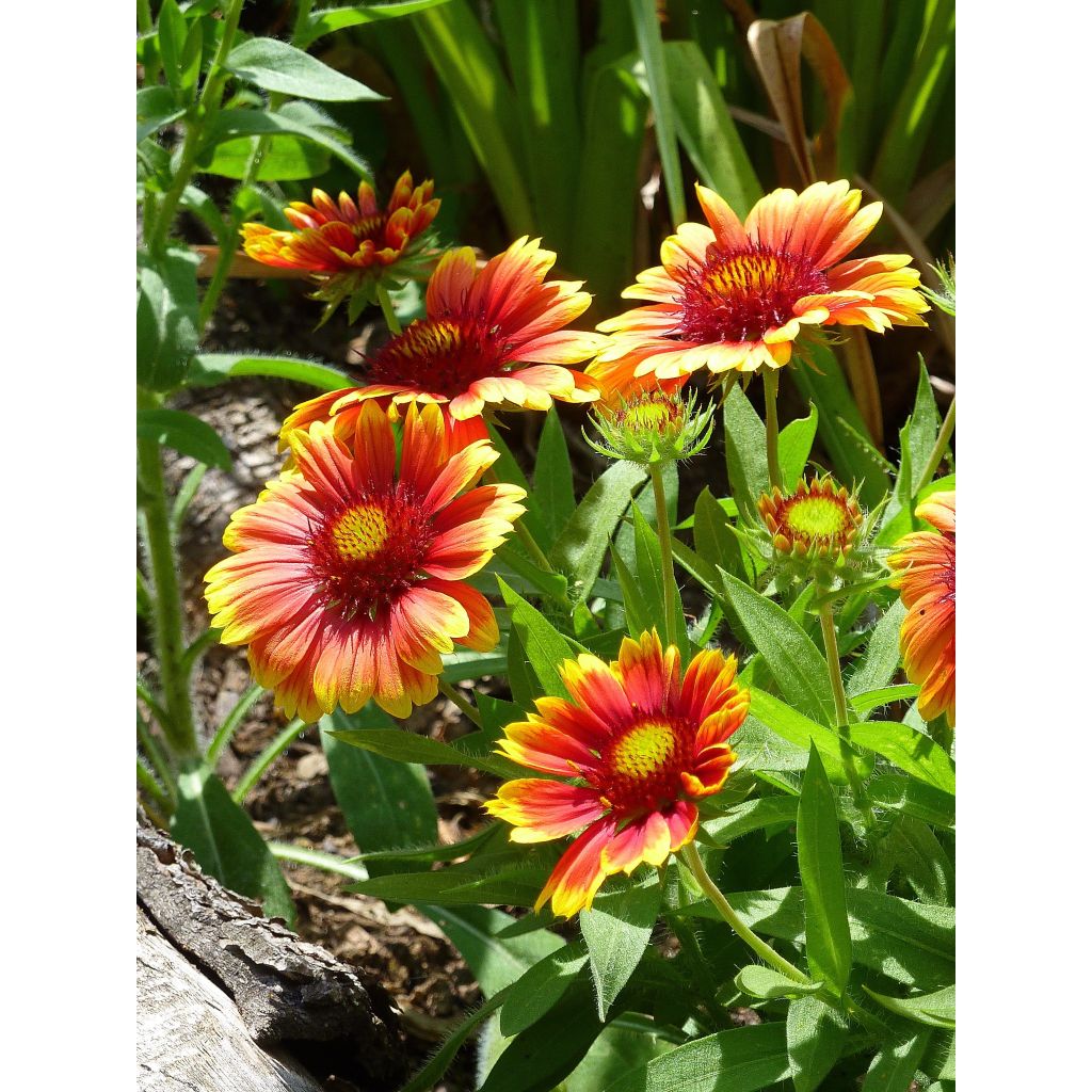 Gaillardia aristata Arizona Sun - Great Blanket Flower