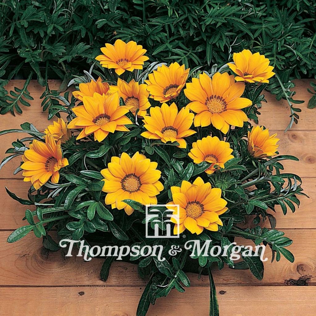 Gazania rigens Kiss Gold F1 - Treasure flower