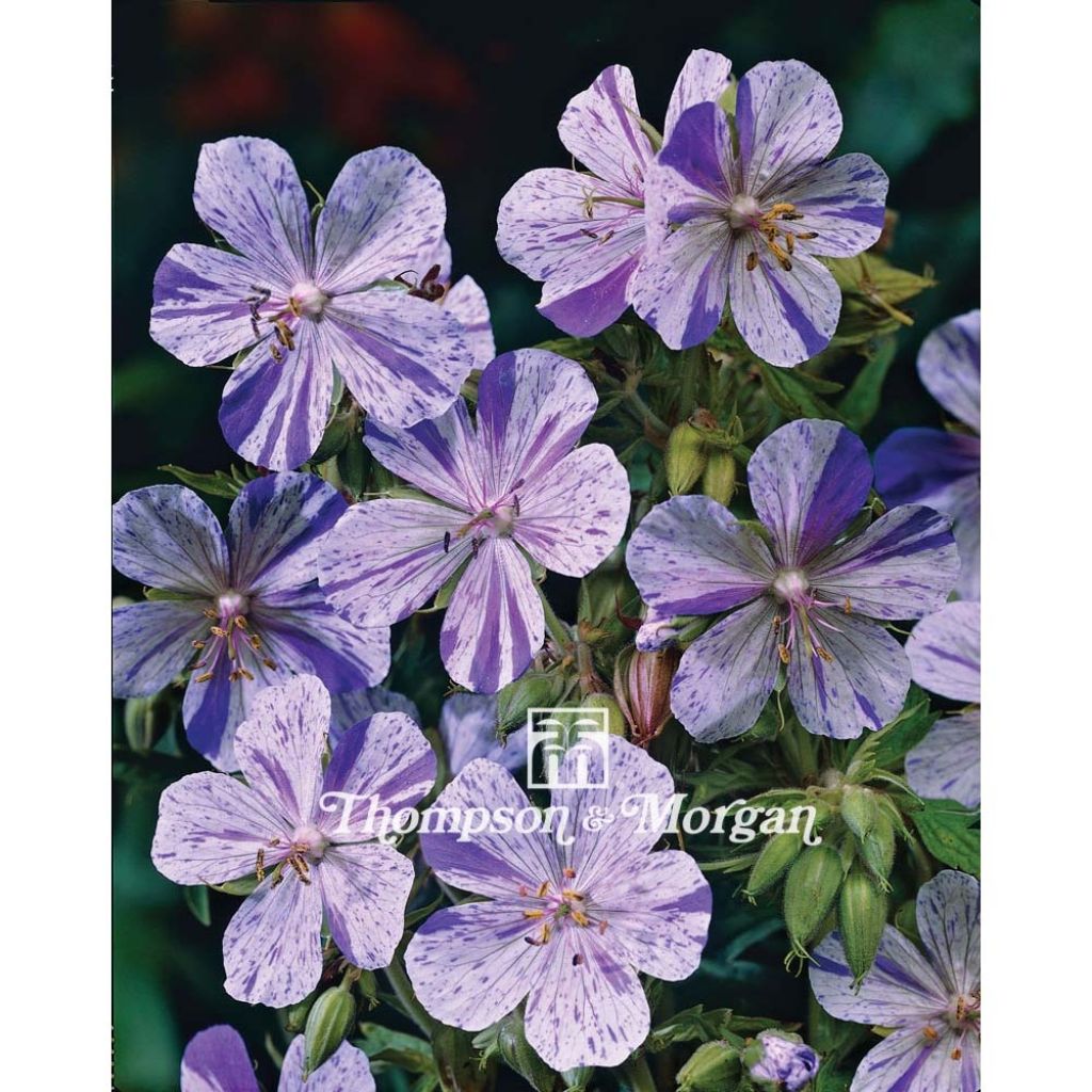 Geranium pratense Splish-Splash Seeds