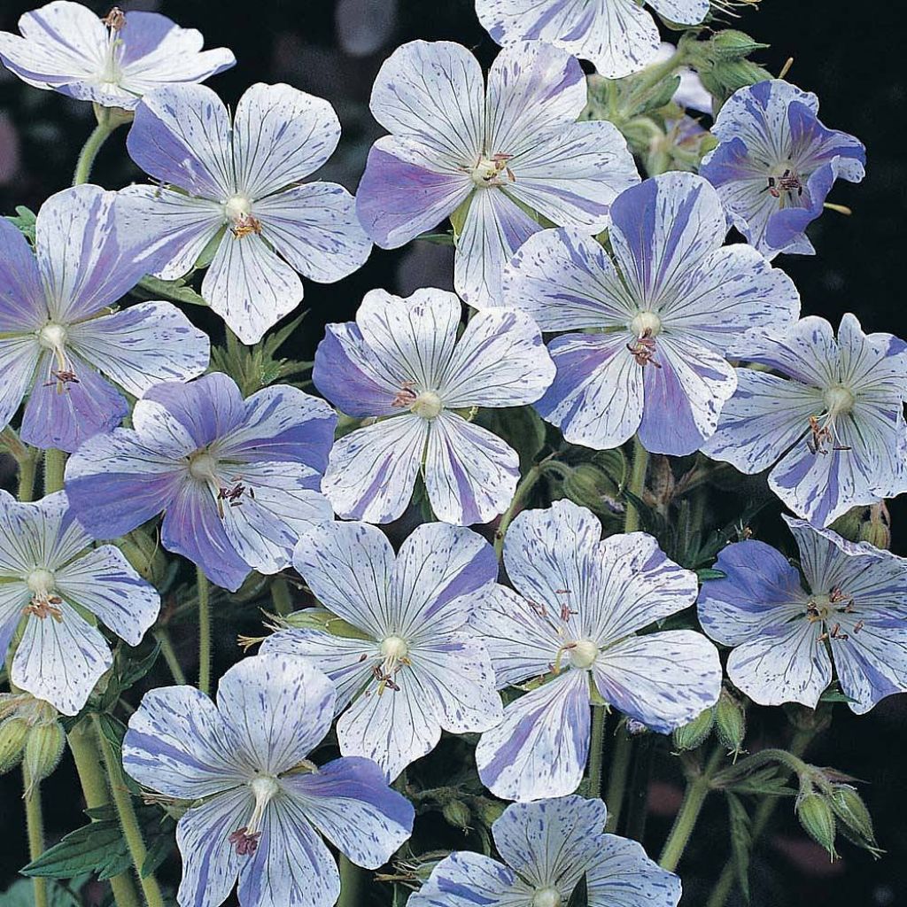 Meadow Cranesbill Striatum Seeds - Geranium pratense