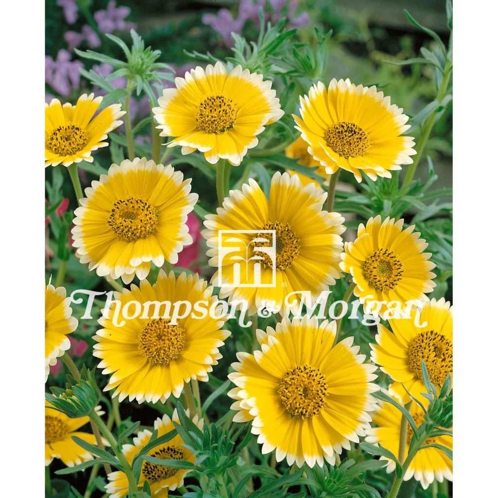 Layia platyglossa Tidy Tips - seeds