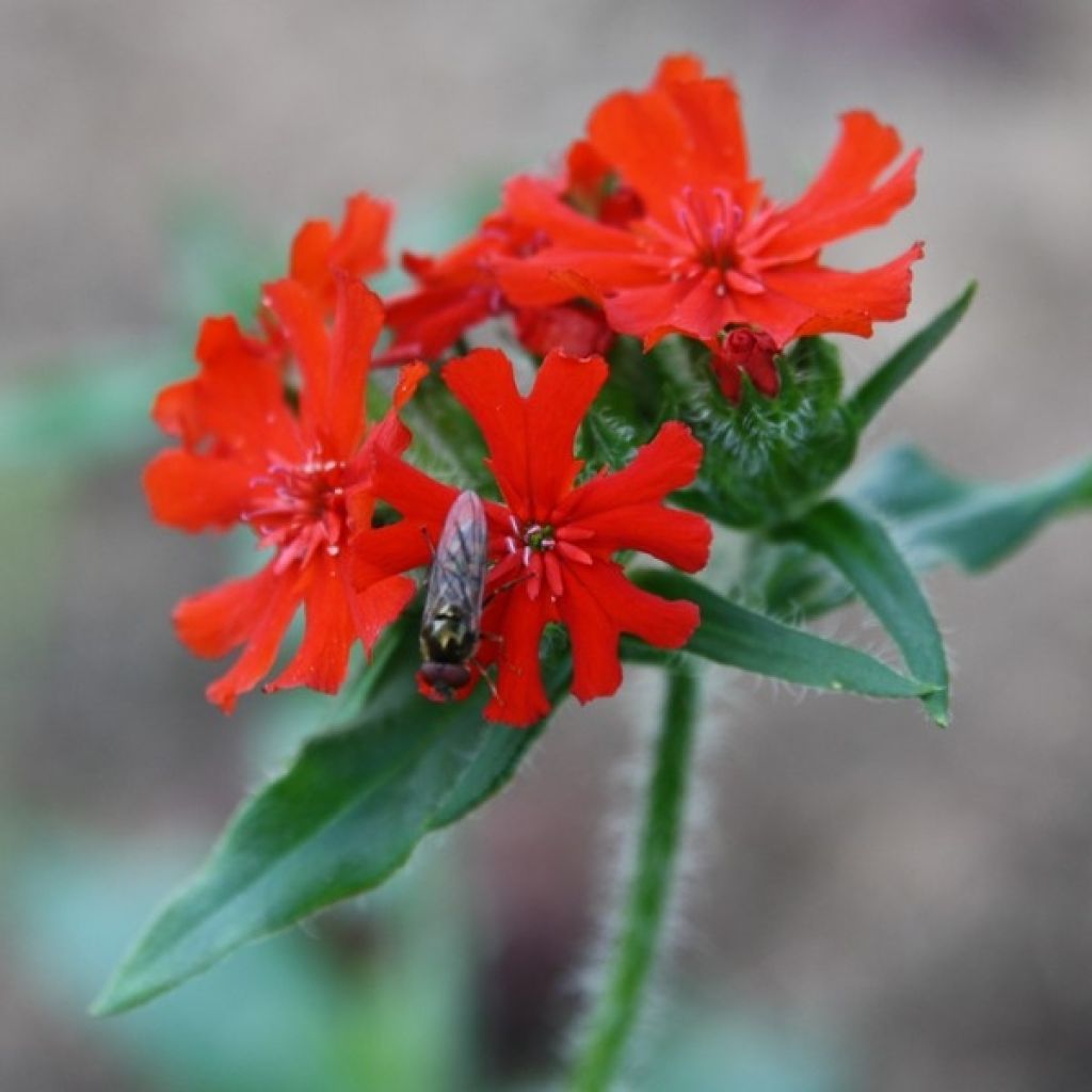 Lychnis chalcedonica seeds - Red Jerusalem Cross