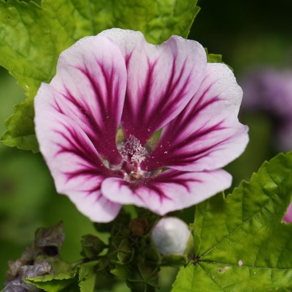 Malva sylvestris Zebrina - seeds