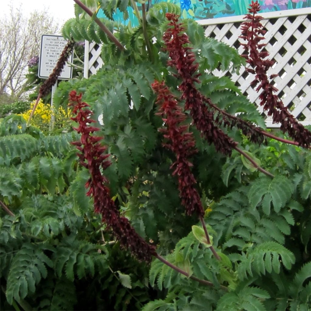 Melianthus major - seeds