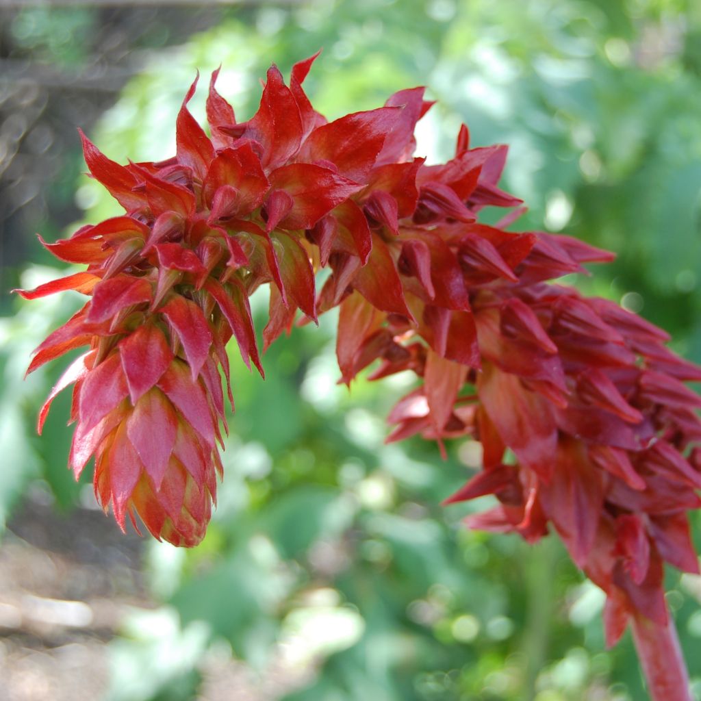 Melianthus major - seeds