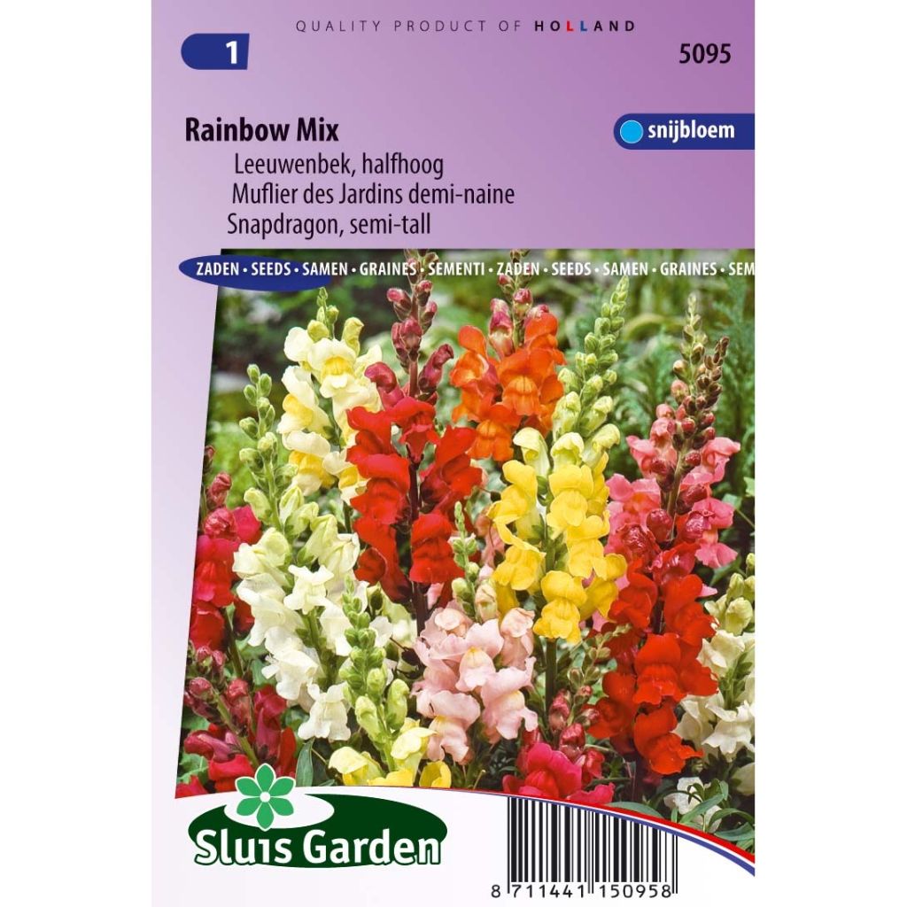 Dwarf Snapdragon Rainbow Mix Seeds - Antirrhinum nanum