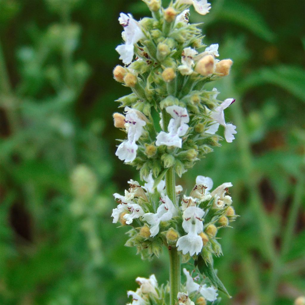 Nepeta cataria Seeds - Catnip