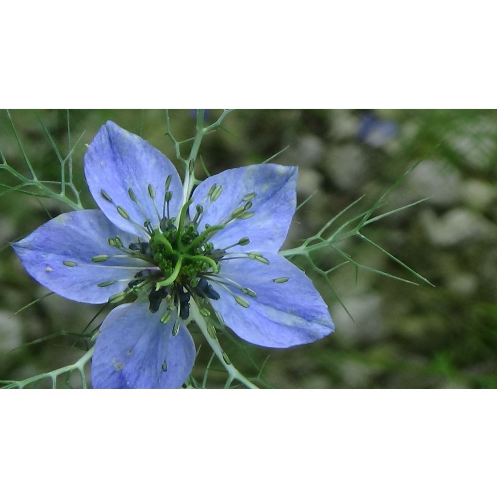 Love-in-a-mist Miss Jekyll Blue Seeds - Nigella damascena