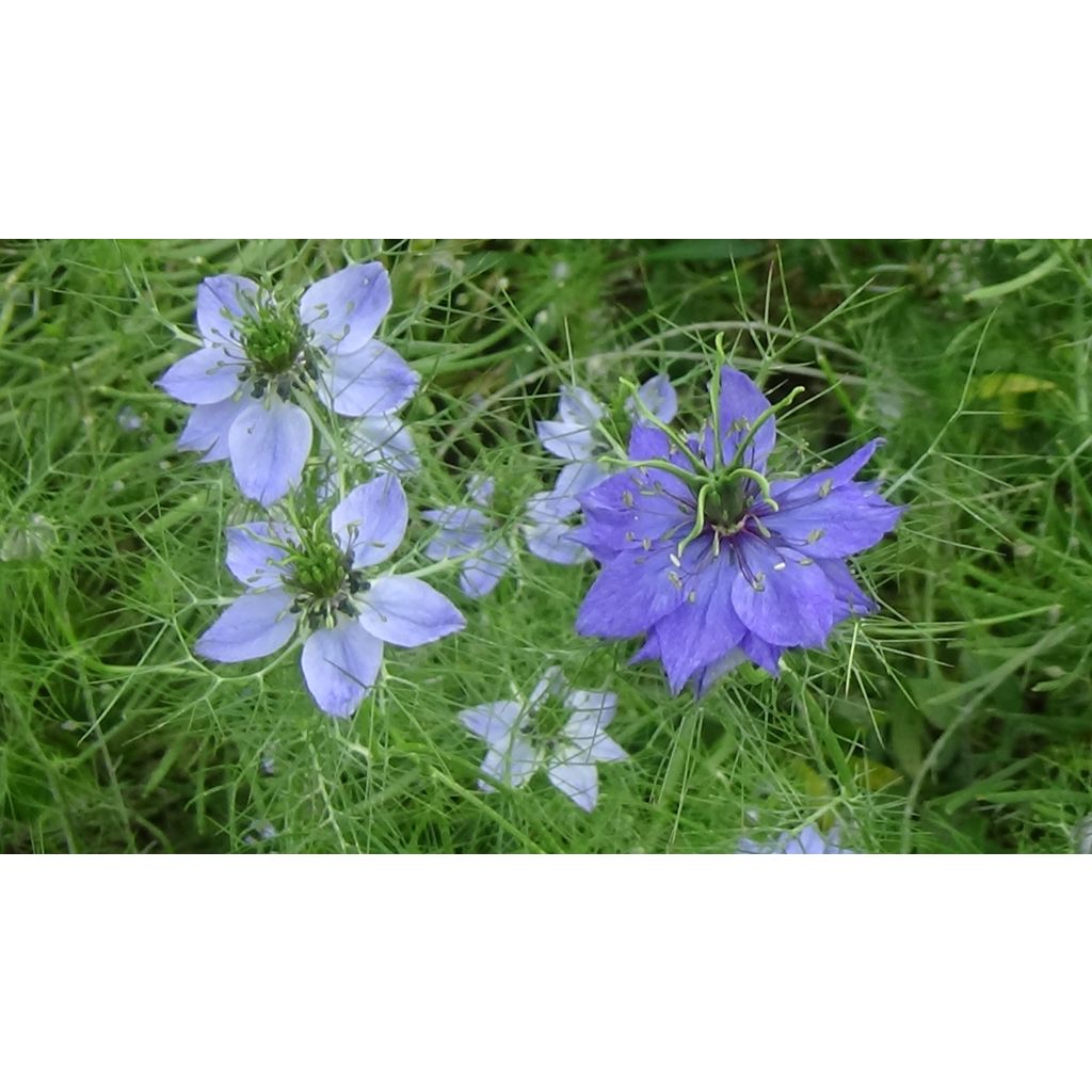 Love-in-a-mist Miss Jekyll Blue Seeds - Nigella damascena