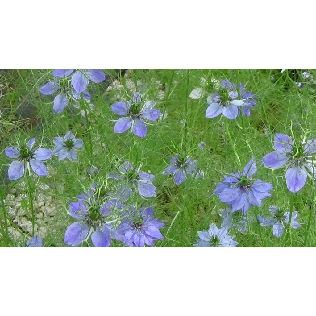 Love-in-a-mist Miss Jekyll Blue Seeds - Nigella damascena