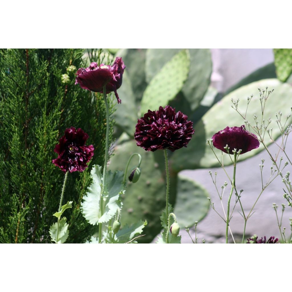 Opium Poppy Black Peony - Papaver somniferum