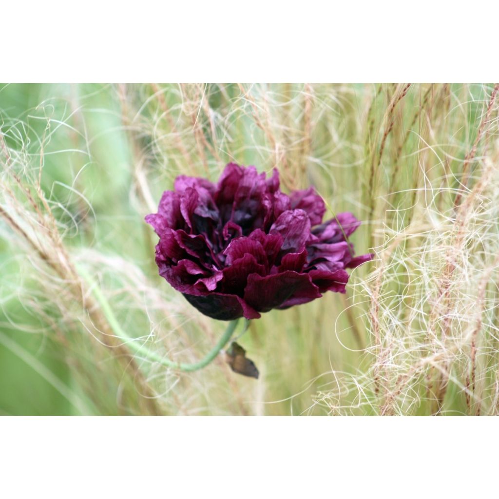 Opium Poppy Black Peony - Papaver somniferum