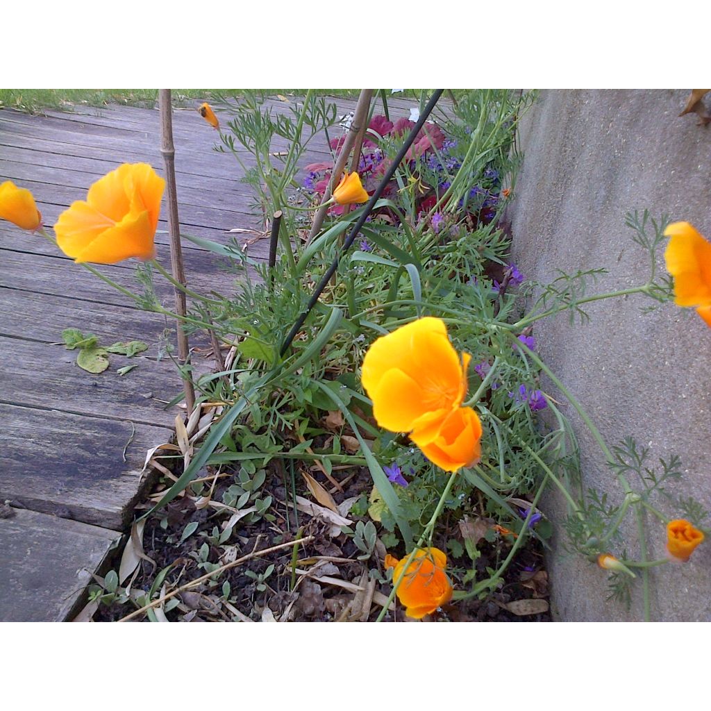 California Poppy Sun Shades Seeds - Eschscholzia mexicana