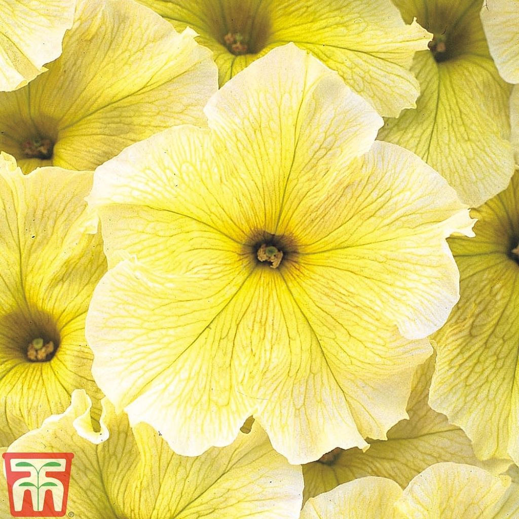 Petunia Prism Sunshine F1