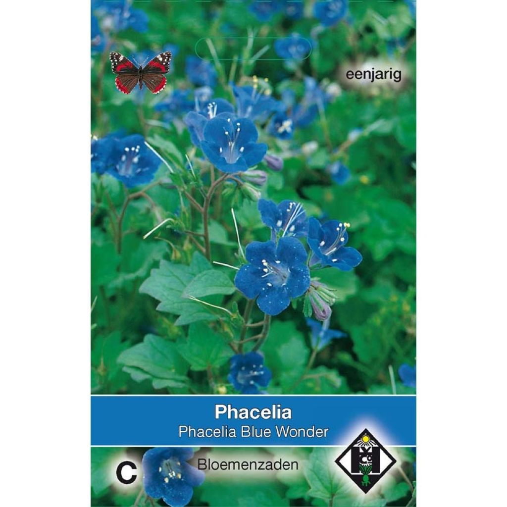 Phacelia campanularia Blue Wonder Seeds