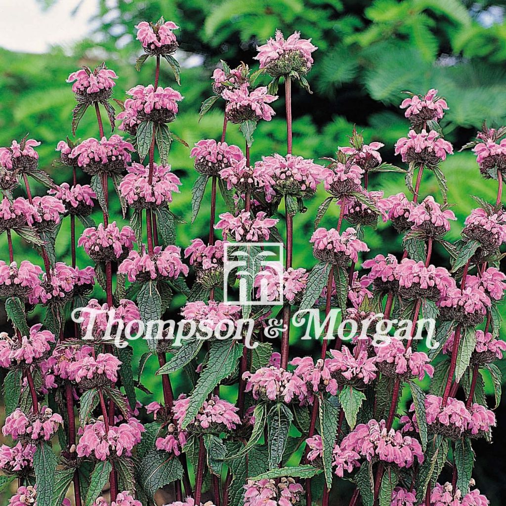 Phlomis tuberosa