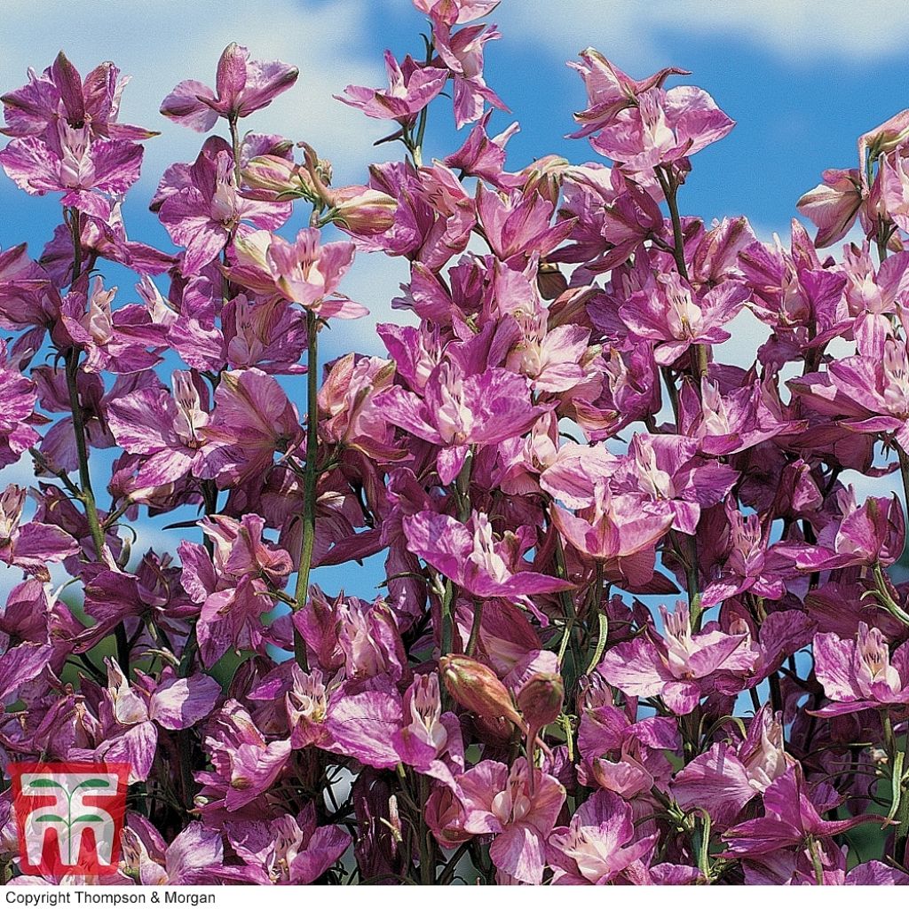 Delphinium Splish Splash Seeds - Annual Larkspur