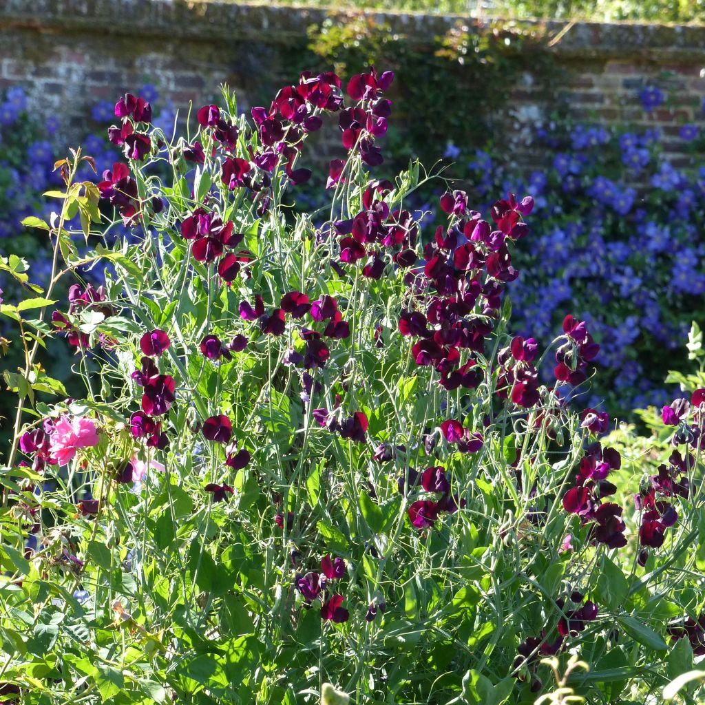 Lathyrus odoratus Beaujolais