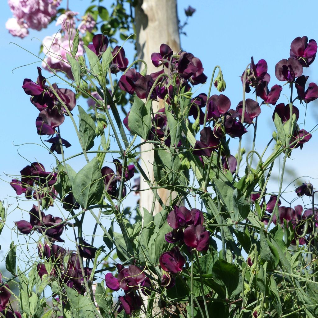 Lathyrus odoratus Beaujolais