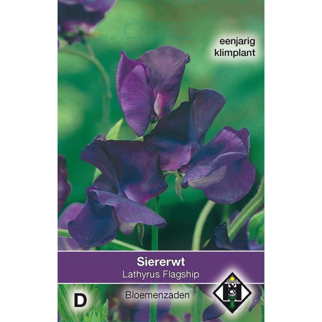 Lathyrus odoratus Flagship - Sweet Pea Seeds