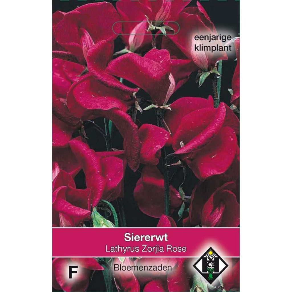 Lathyrus odoratus Zorjia Rose - Sweet Pea Seeds